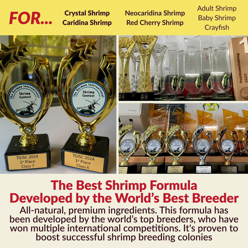 Rare Shrimp cría caridina y neocaridina con biofilm