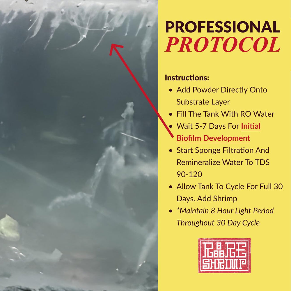 Rare Shrimp protocolo profesional paso a paso para ciclar en 30 días