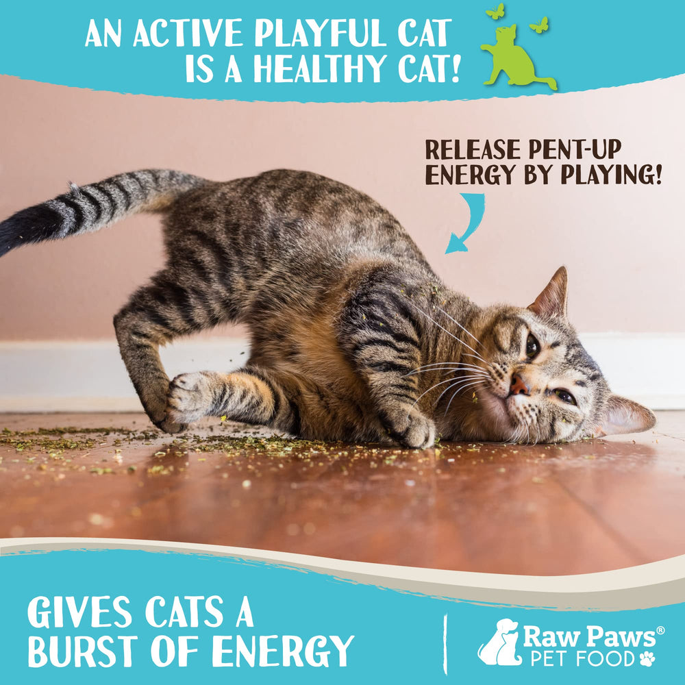 Raw Paws Catnip jouet chat en jeu, stimulation ludique et plaisir.