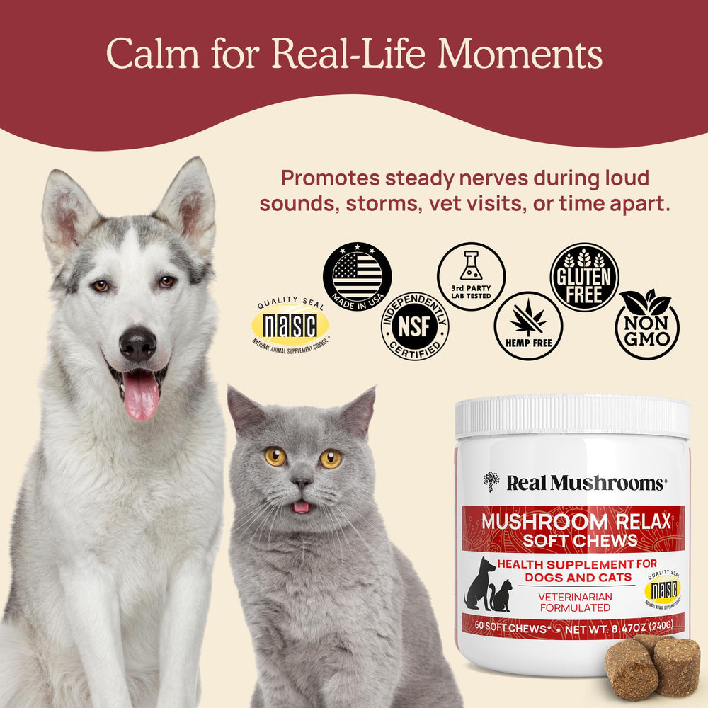 Real Mushrooms Calming Chews, beta-glucanos para apoyo inmunitario.