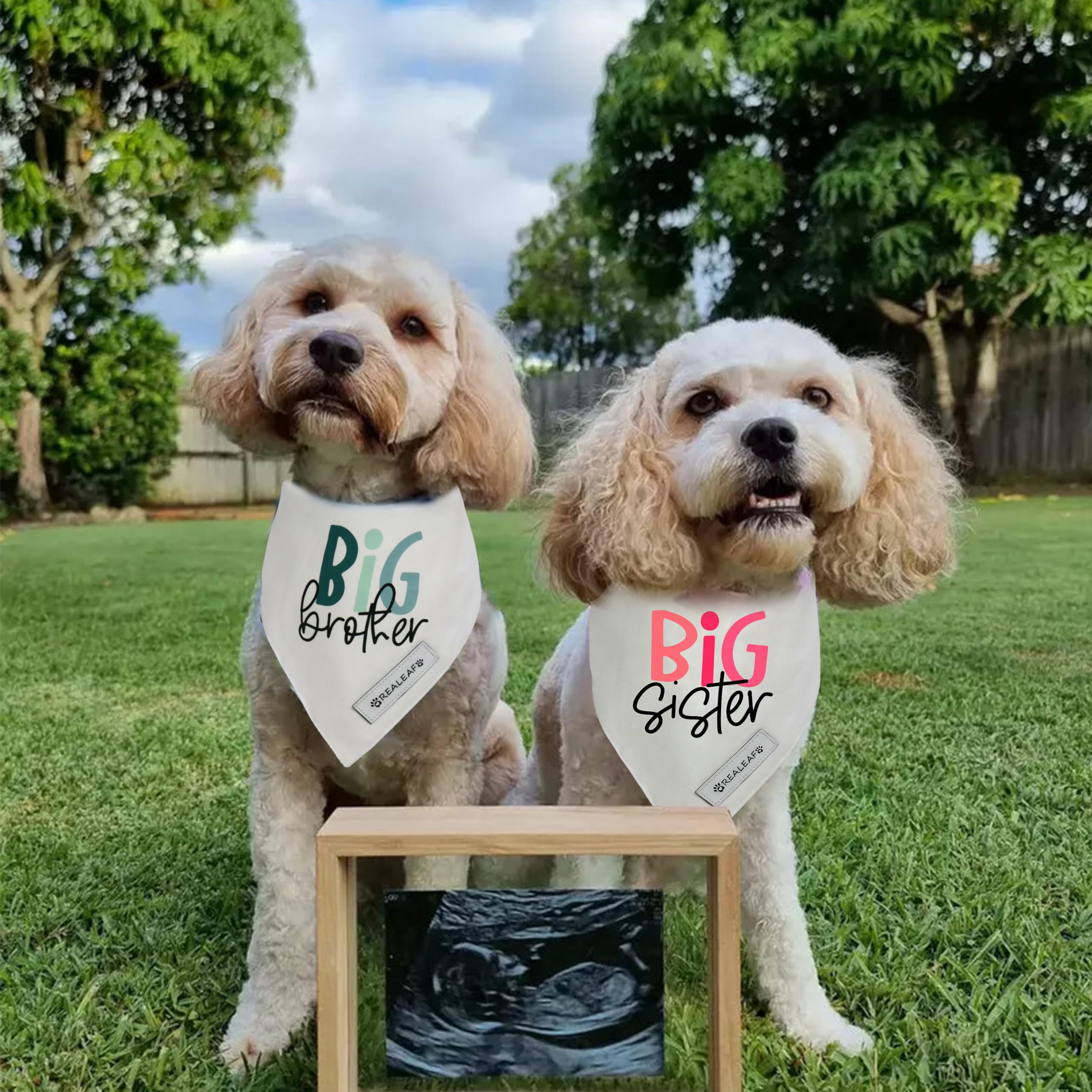 Bandana Realeaf para perro, empaquetado en empaque elegante, listo para regalo.