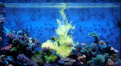 Red Sea Reef Energy Plus, nutrientes disueltos, energía directa para corales.