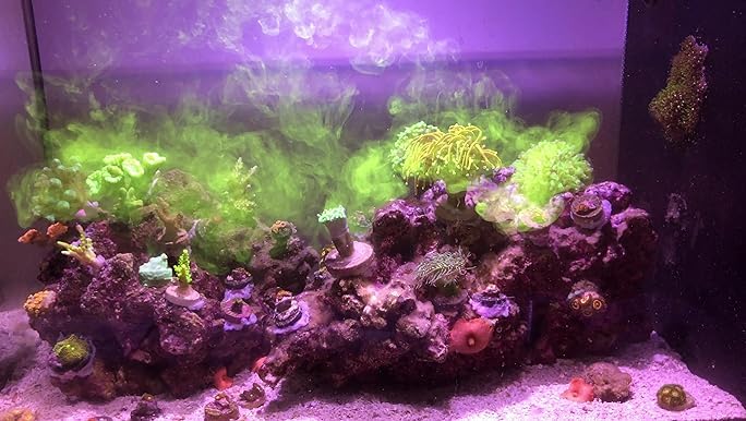 Red Sea Reef Energy Plus, sin residuos orgánicos y desequilibrios