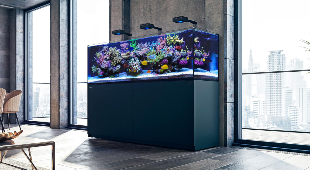 Red Sea Reef Foundation: composición visible para corales y esqueletos