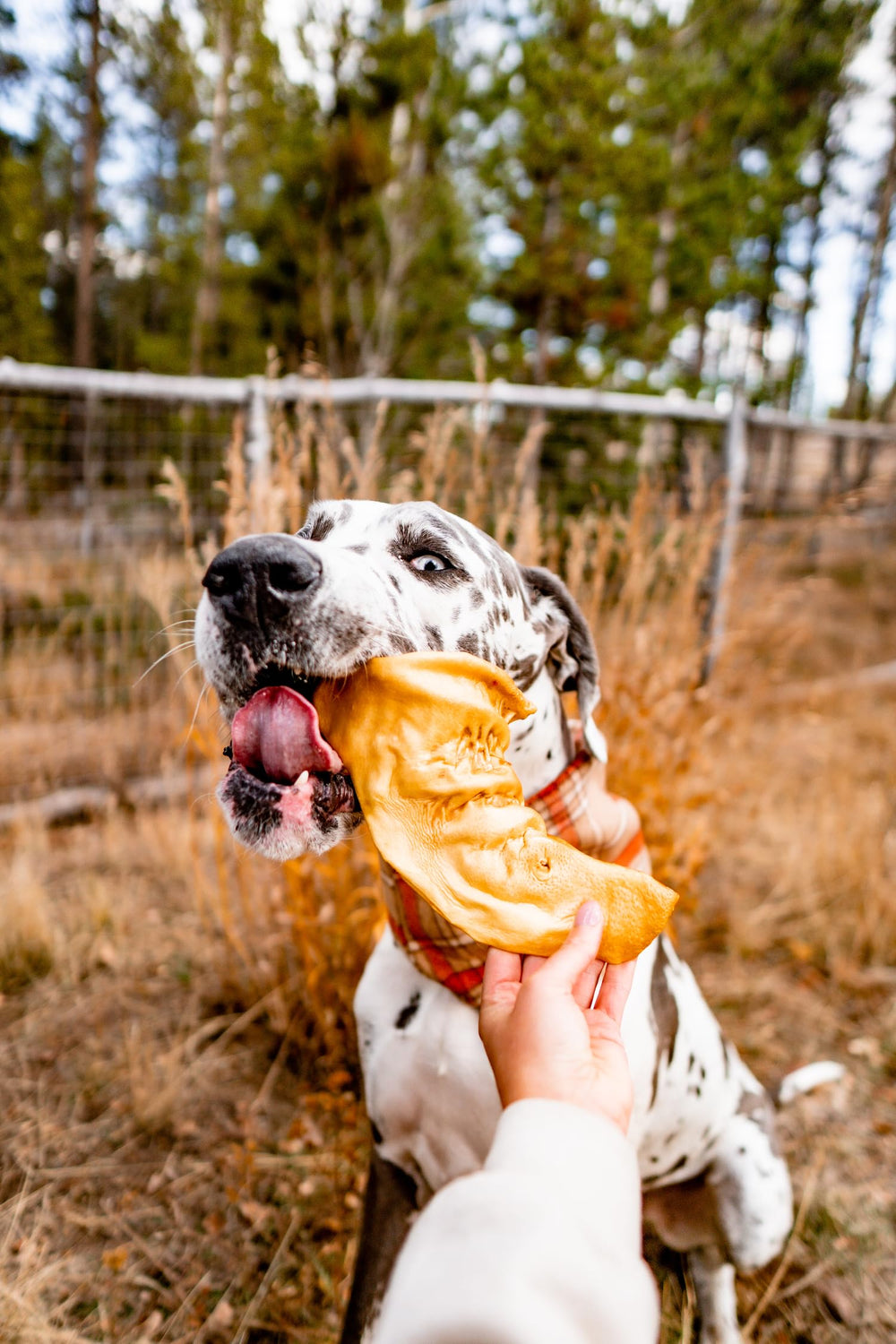 Redbarn orejas de vaca para perros, contribuyen a la higiene dental durante la masticación.