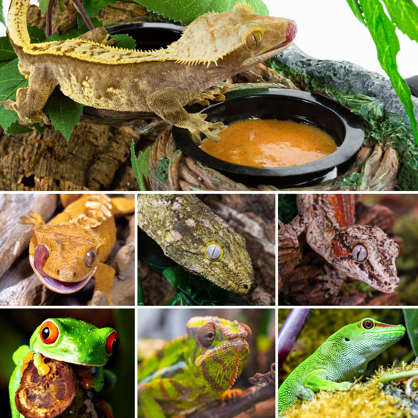 REPTI ZOO accesorios para reptiles y anfibios: entorno cómodo y seguro.