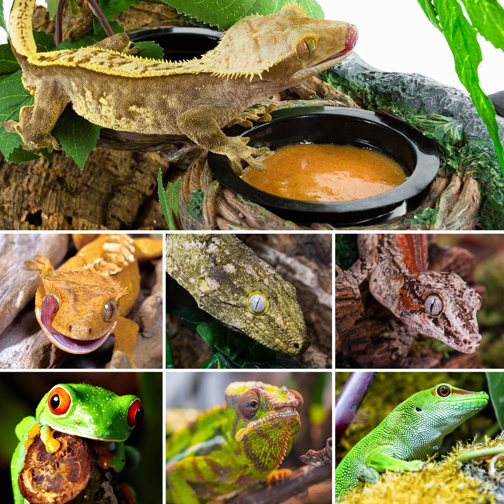 REPTI ZOO accesorios para reptiles y anfibios: entorno cómodo y seguro.