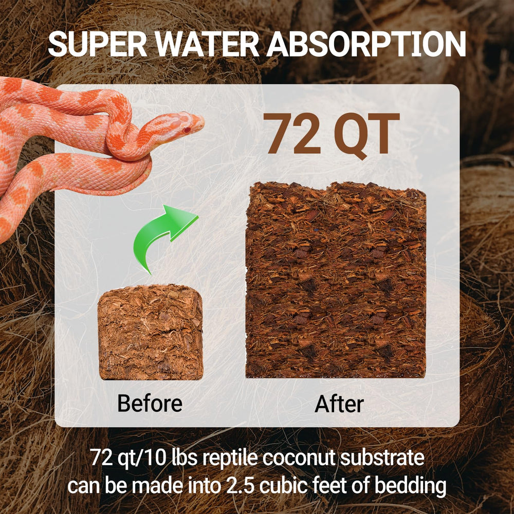 REPTI ZOO ambiente tropical para reptiles en terrario.