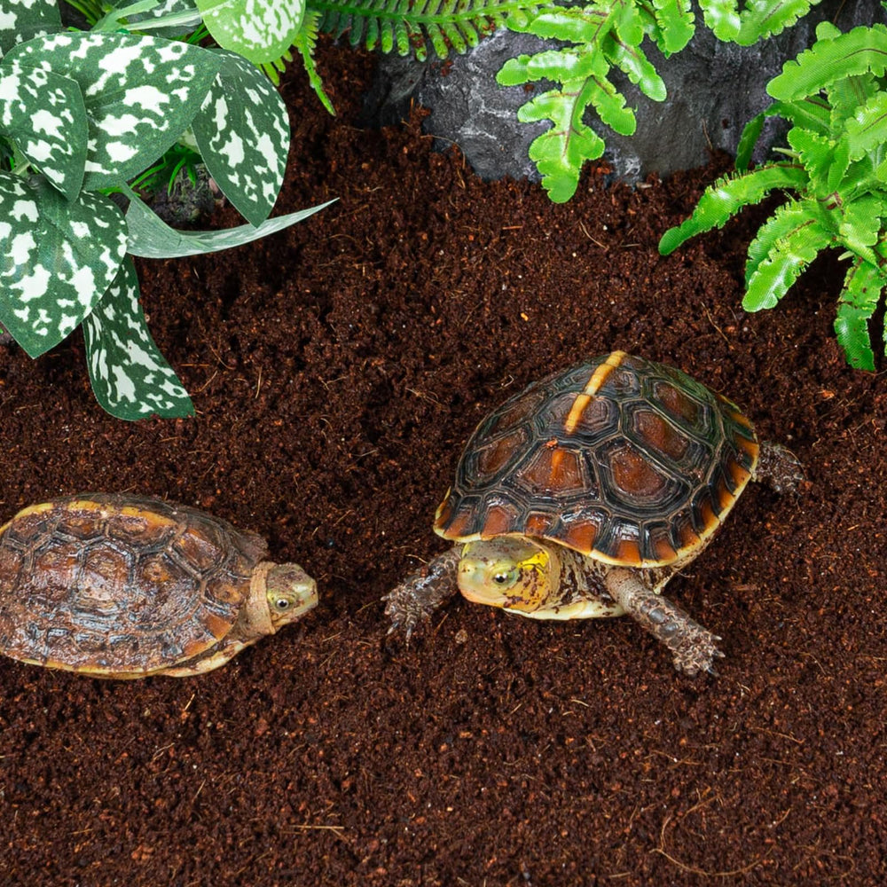 REPTI ZOO usos jardinería, apto para plantas y flores con coco.