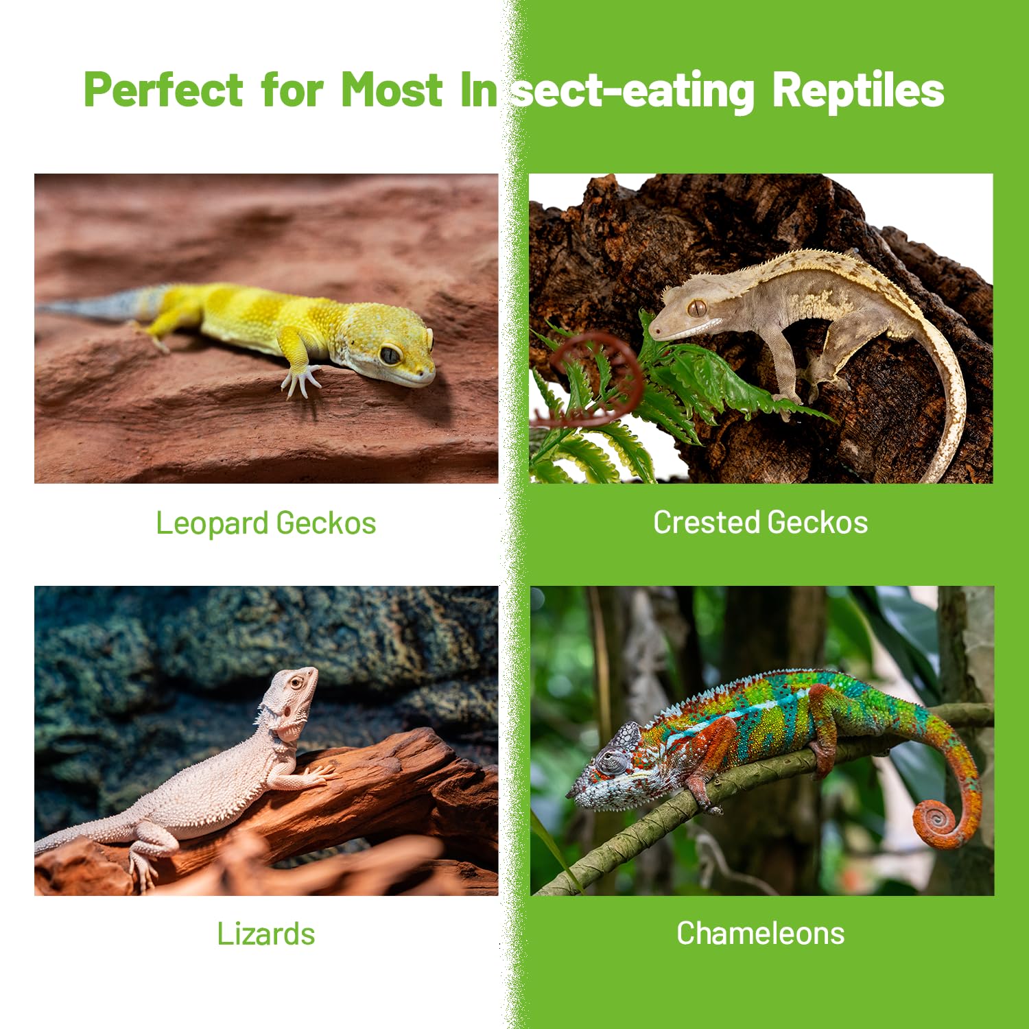 Almacenamiento en frío de REPTIZOO FRIENDLY para conservar la frescura