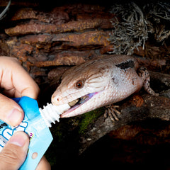 REPTIZOO FRIENDLY bote de pasta insectos, opción práctica para alimentar geckos