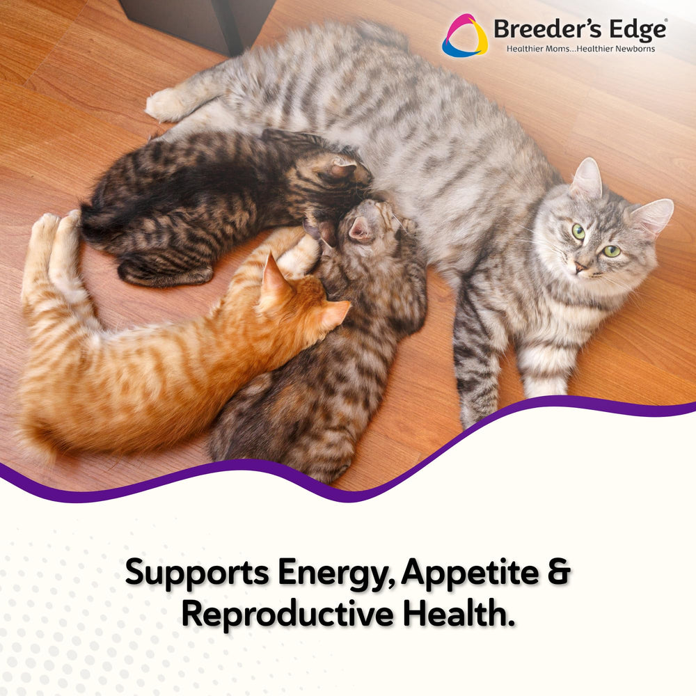 Revival Animal Health Kitten Lyte etiqueta frontal: fácil de usar diariamente.