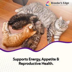 Revival Animal Health Kitten Lyte etiqueta frontal: fácil de usar diariamente.