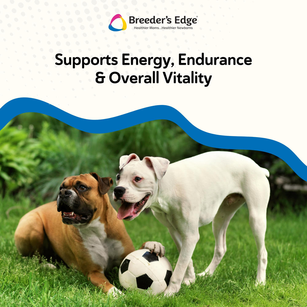 Breeder’s Edge Oxy Stud, dosis diaria en gomita.