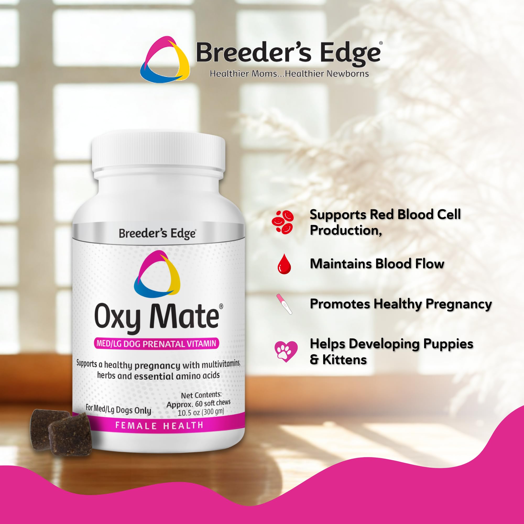 Perro embarazado caminando con Revival Oxy Mate, apoyo nutricional.