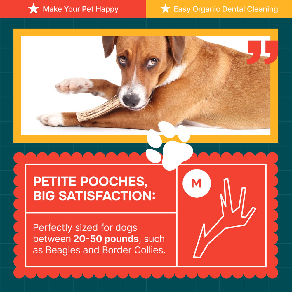 REXIPETS astas de alce sin olor para uso doméstico