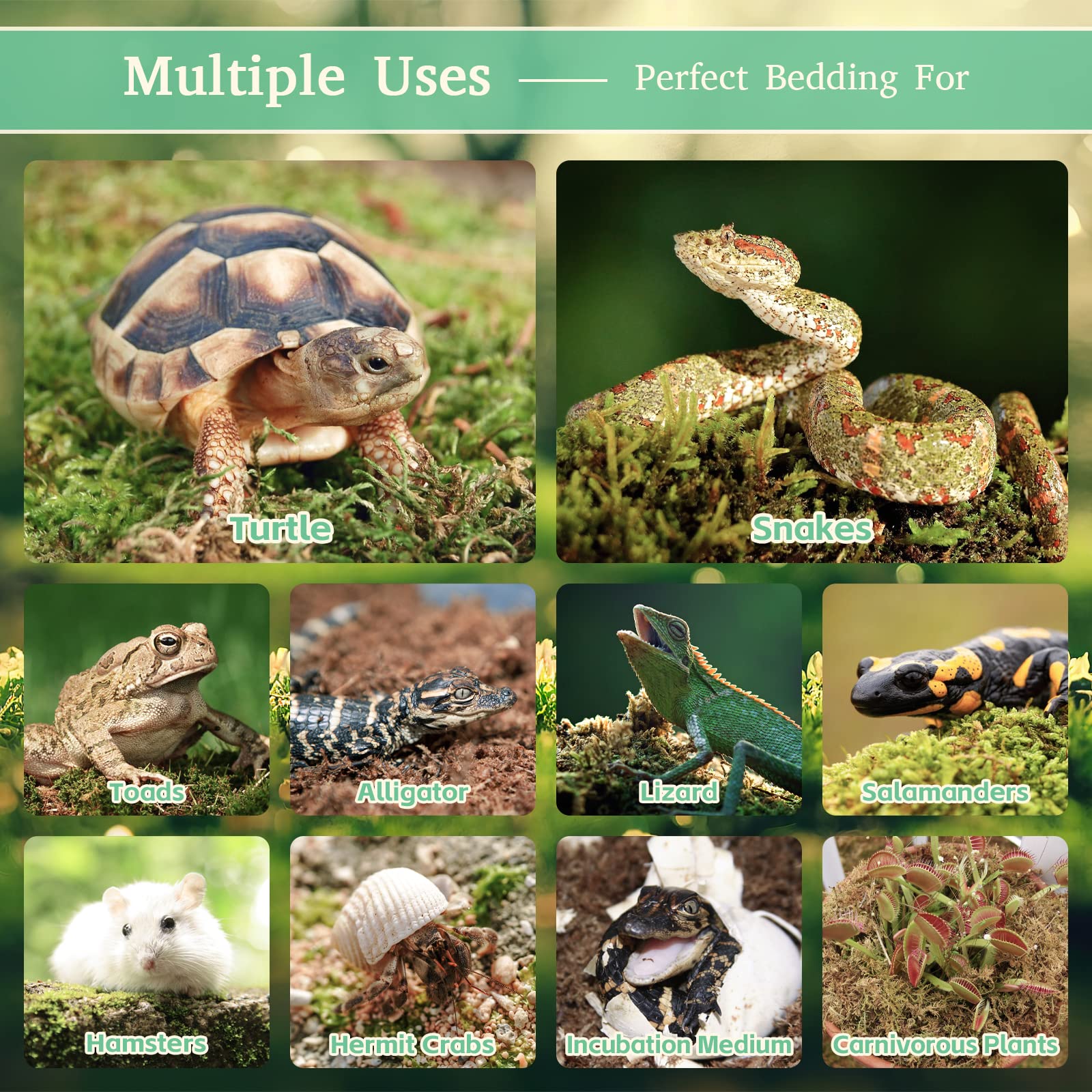 Riare Musgo Sphagnum para incubación de reptiles.