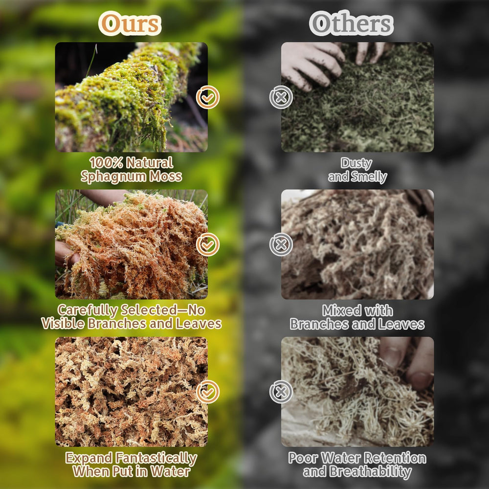 Riare musgo sphagnum natural, recomendado como sustrato para terrarios y anfibios