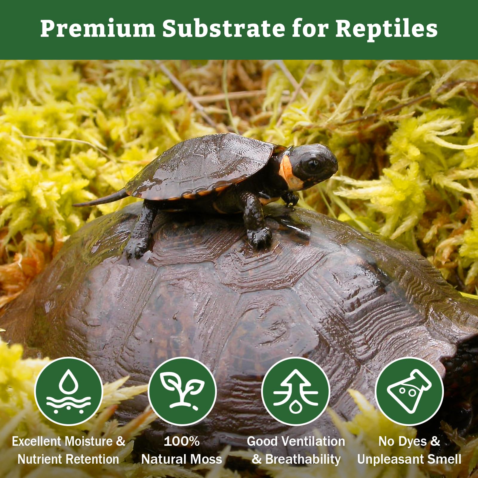 Riare musgo sphagnum premium, ideal como sustrato en terrarios.