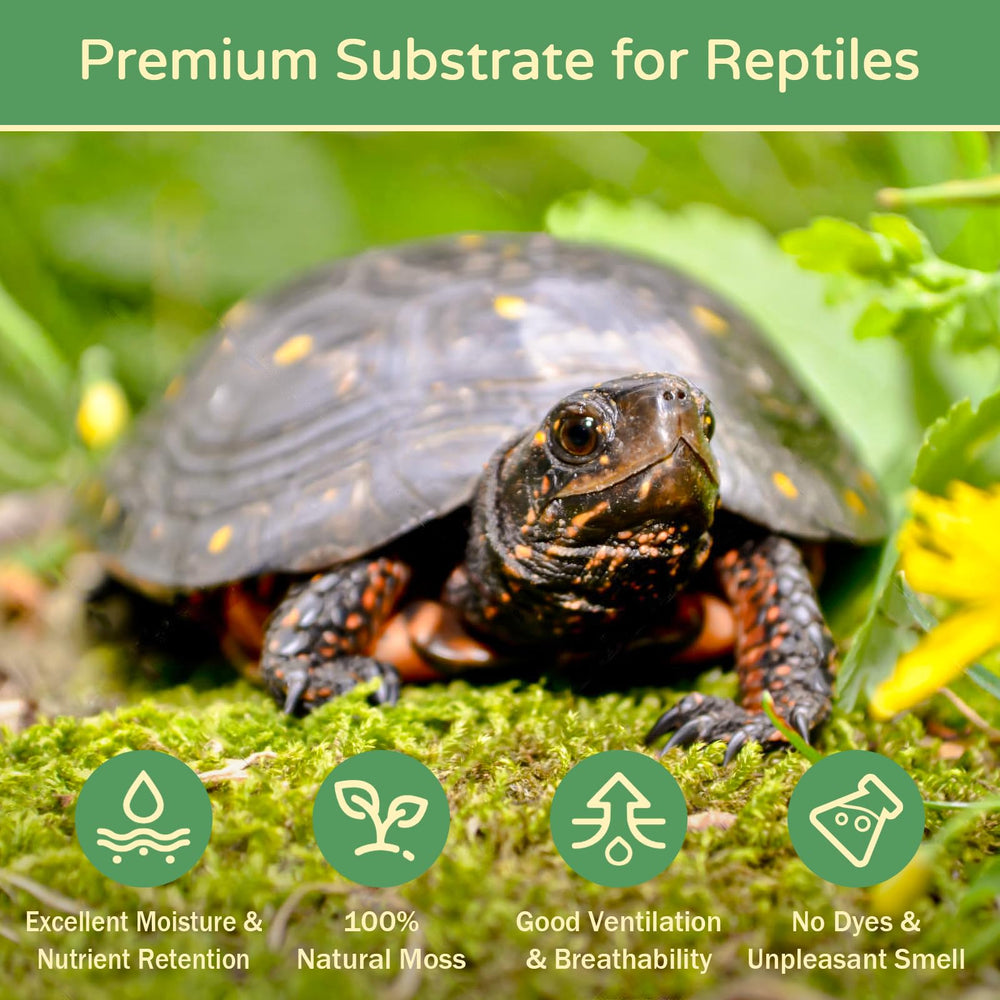 Riare musgo sphagnum, sustrato bosque natural para terrarios y orquídeas.
