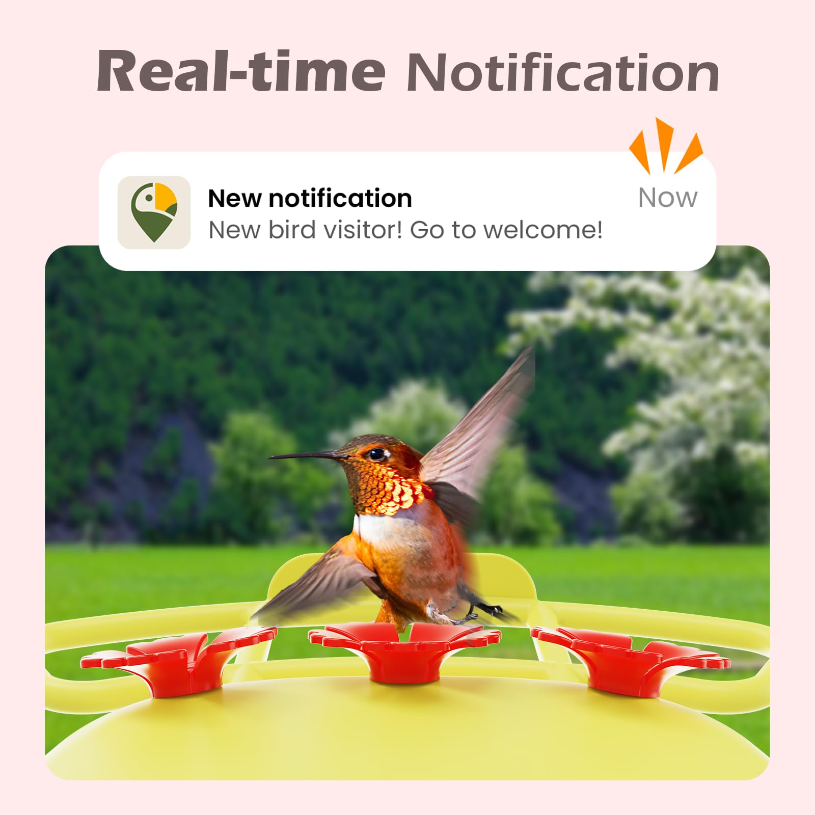 RichBird alimentador colibri barrera antihormigas para nectar limpio.