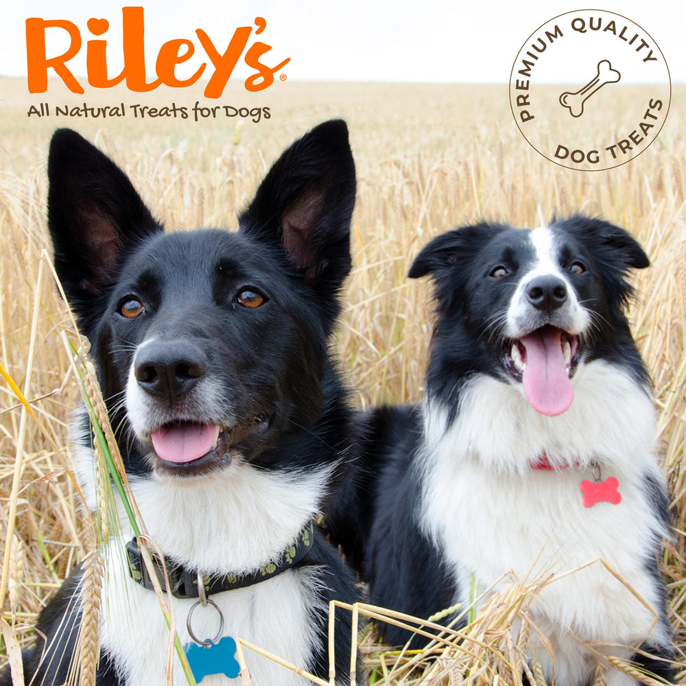 Riley's gestion pilules chien fromage bacon: réduit le stress lors du moment des pilules