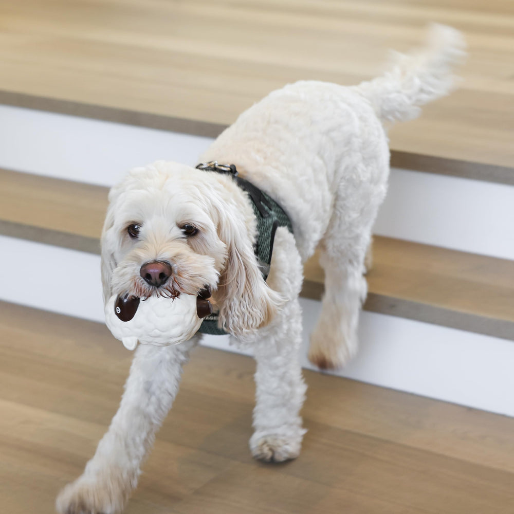 rocket & rex Juguete mordedor para cachorro, ayuda a mantener la dentición en casa.