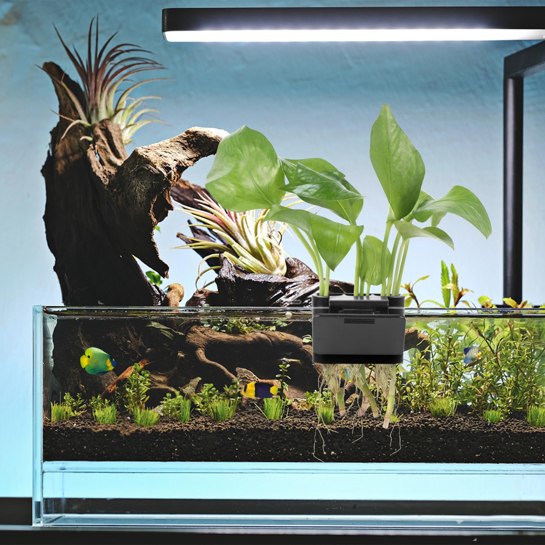 Roetelo: regalo ideal para amantes de acuarios y plantas acuáticas.