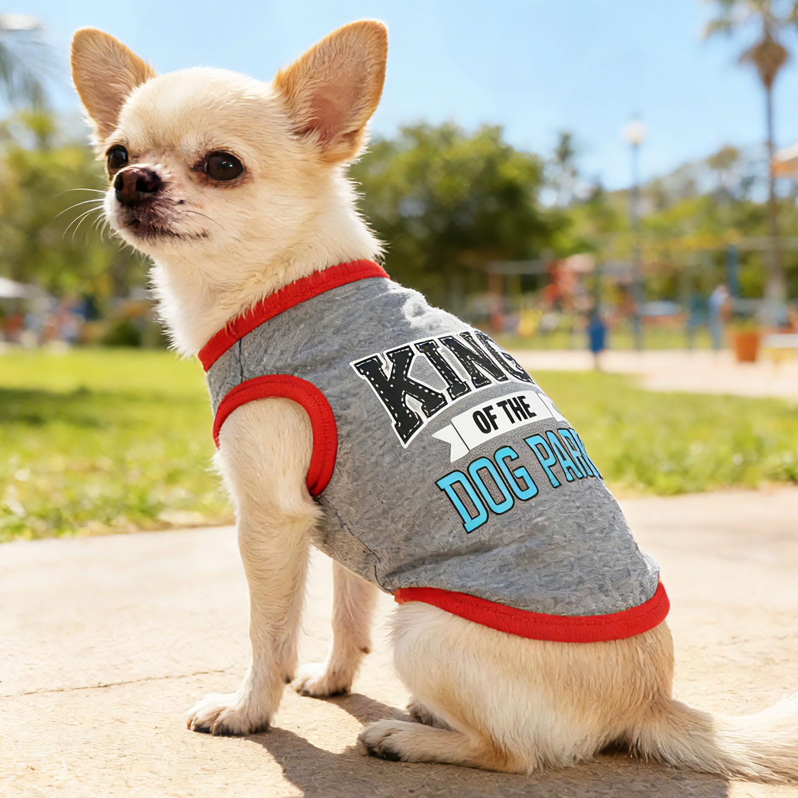Conjunto con corona rosa para perros pequeños: look regio y adorable para ocasiones especiales.