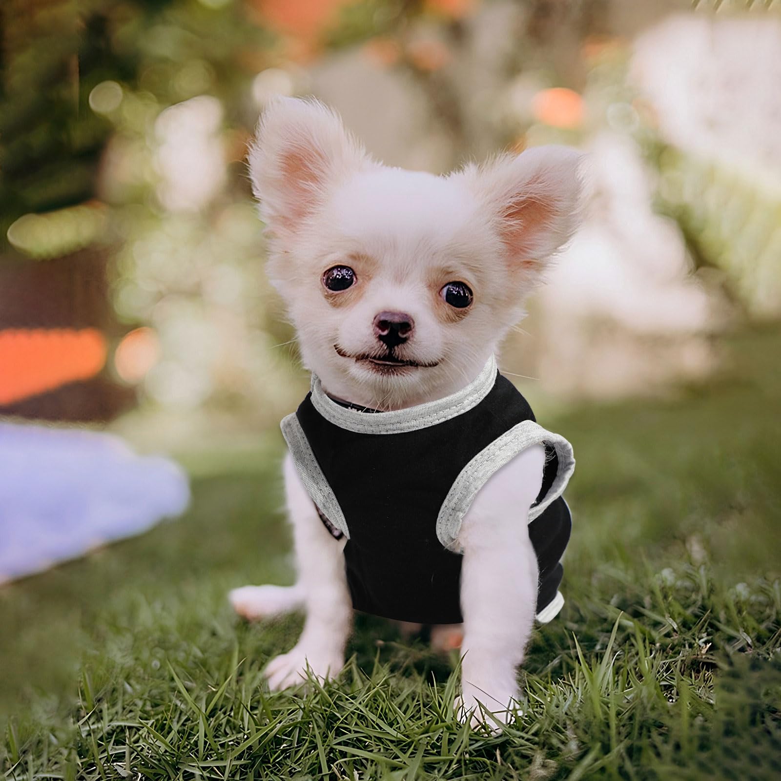 Conjunto con patrón de hueso para perros pequeños: opción divertida para paseos y descanso.