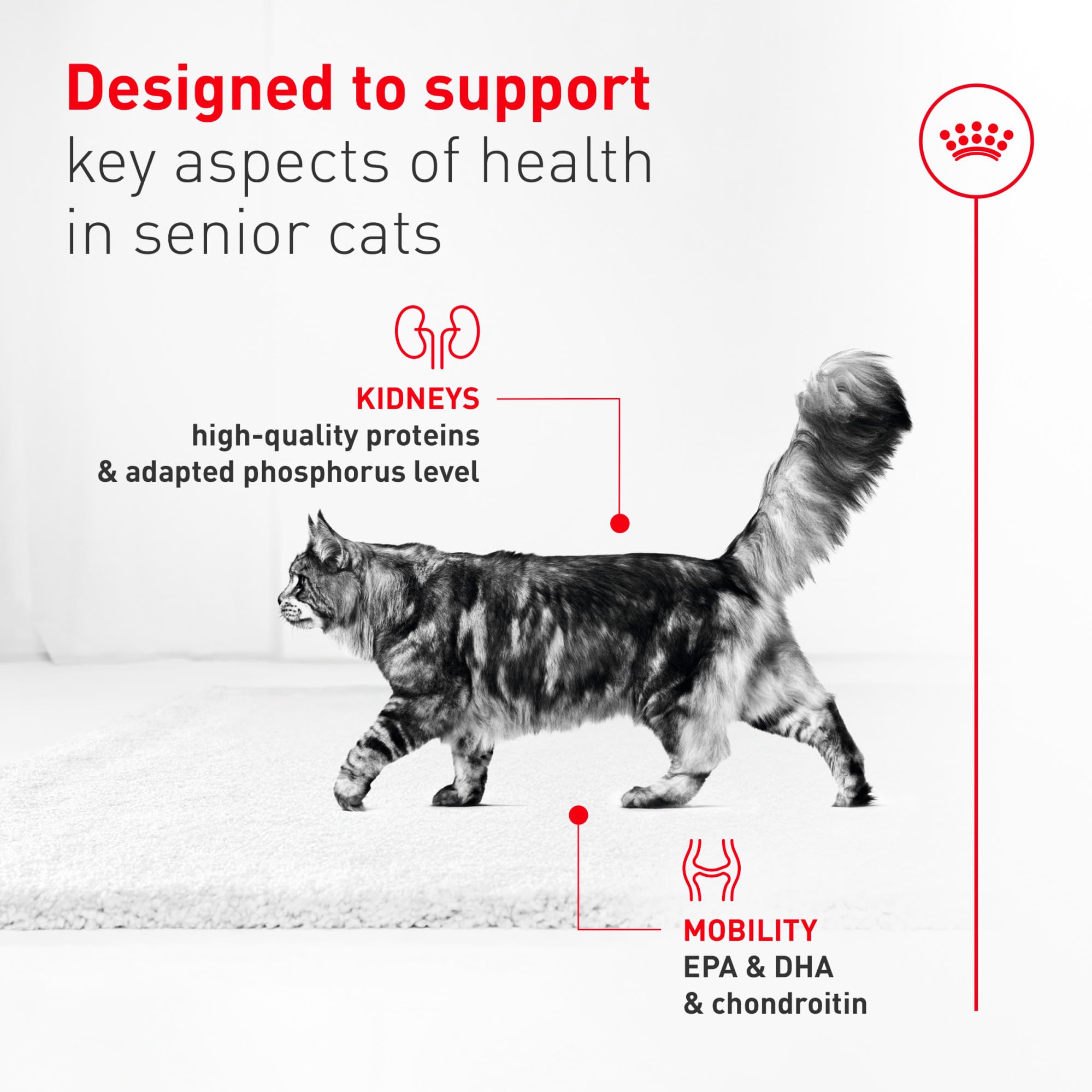 Royal Canin Aging 11+ apoyo a movilidad articular en cada porción.