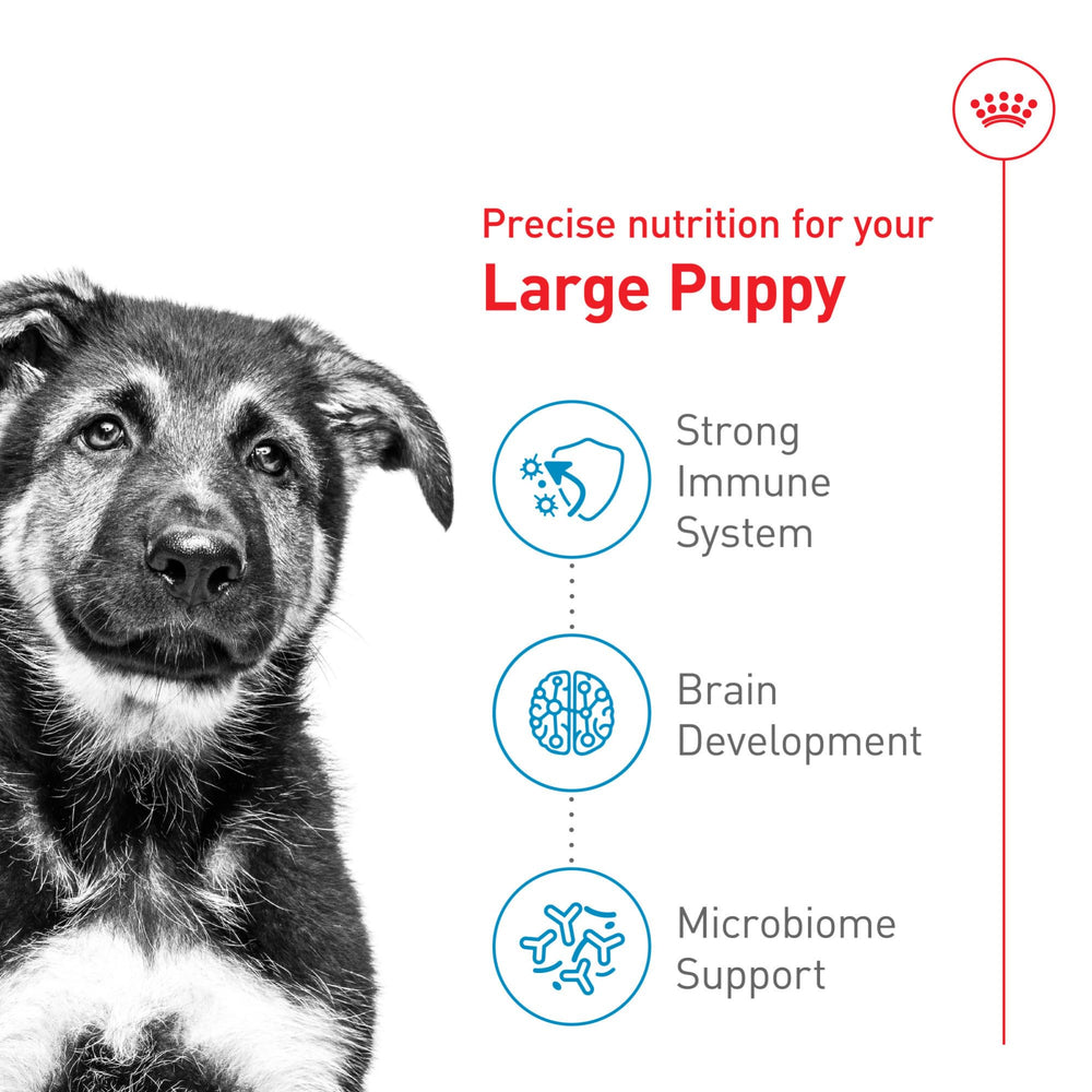 ROYAL CANIN Tamaño Grande Cachorro: antioxidantes y prebióticos para inmunidad y digestión.