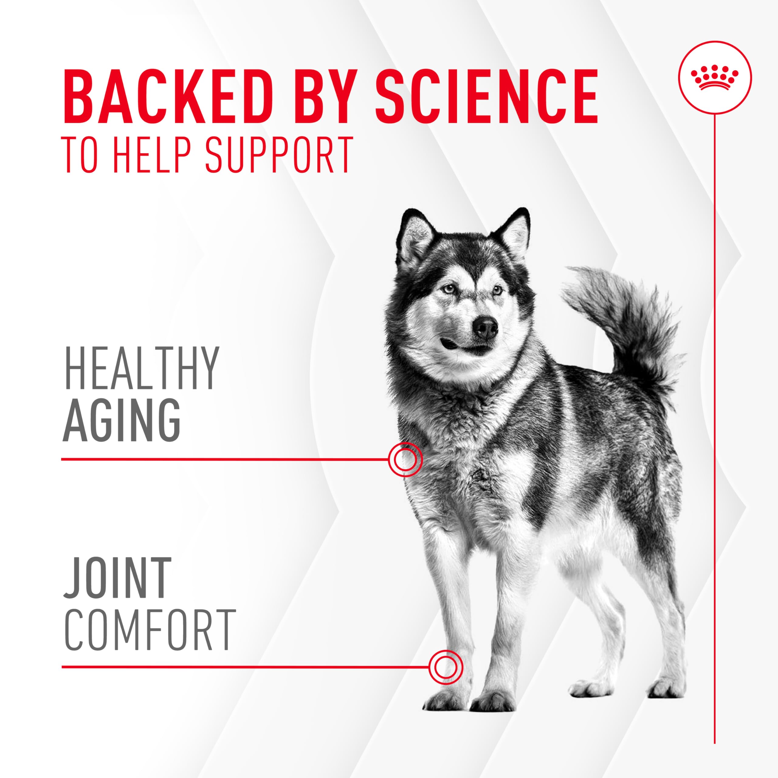 ROYAL CANIN Articulación - mejillón verde de Nueva Zelanda: ingrediente clave para la movilidad.