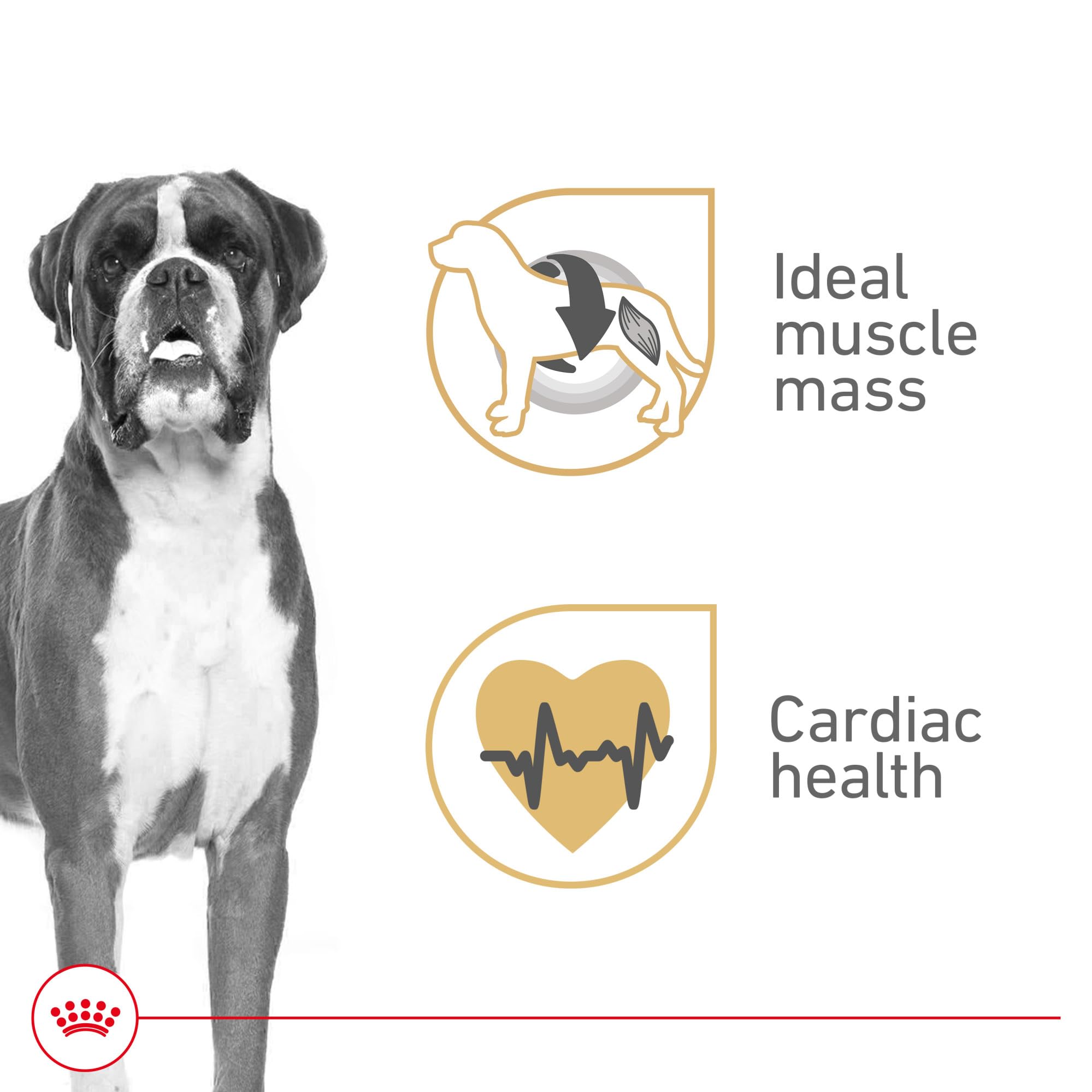 Royal Canin Boxer Adult, textura paté en salsa visible que facilita la aceptación