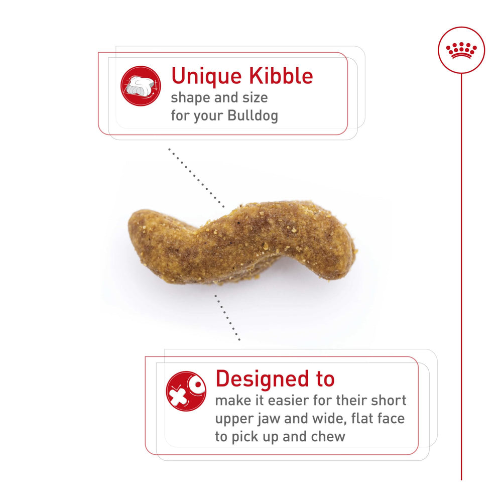 Royal Canin Bulldog Adult: bulldog comiendo croquetas de masticación fácil.