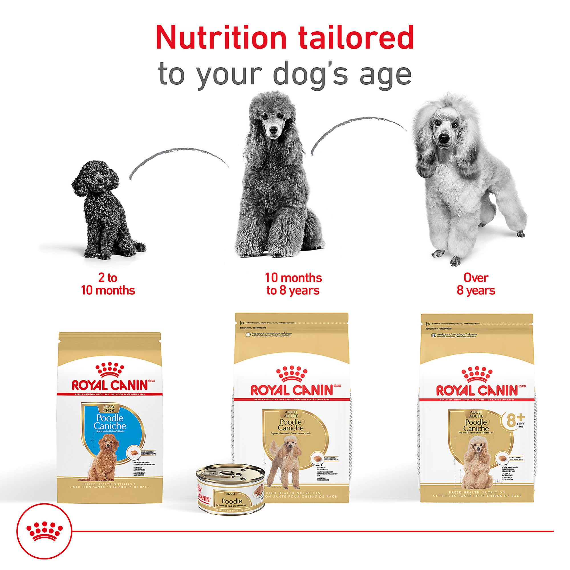 ROYAL CANIN Caniche Adulto: dieta completa o mezcla con comida seca