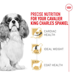 Royal Canin Cavalier King Charles Spaniel ayuda a mantener peso ideal en razas pequeñas