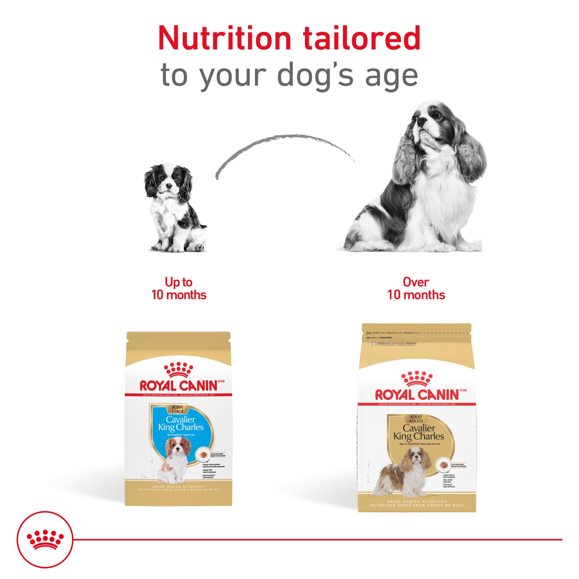 Royal Canin Cavalier King Charles Spaniel porciones calibradas para calorías diarias