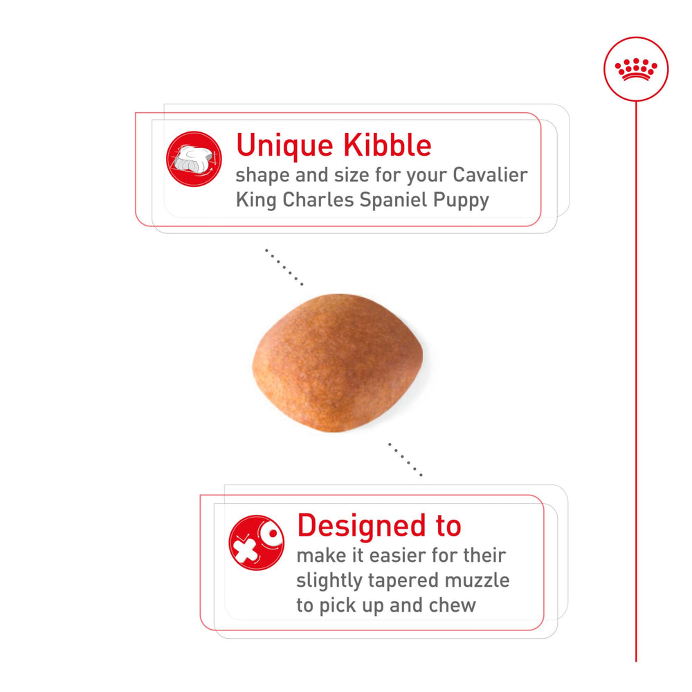 Croqueta especial de ROYAL CANIN Cavalier Puppy facilita la recogida y masticación