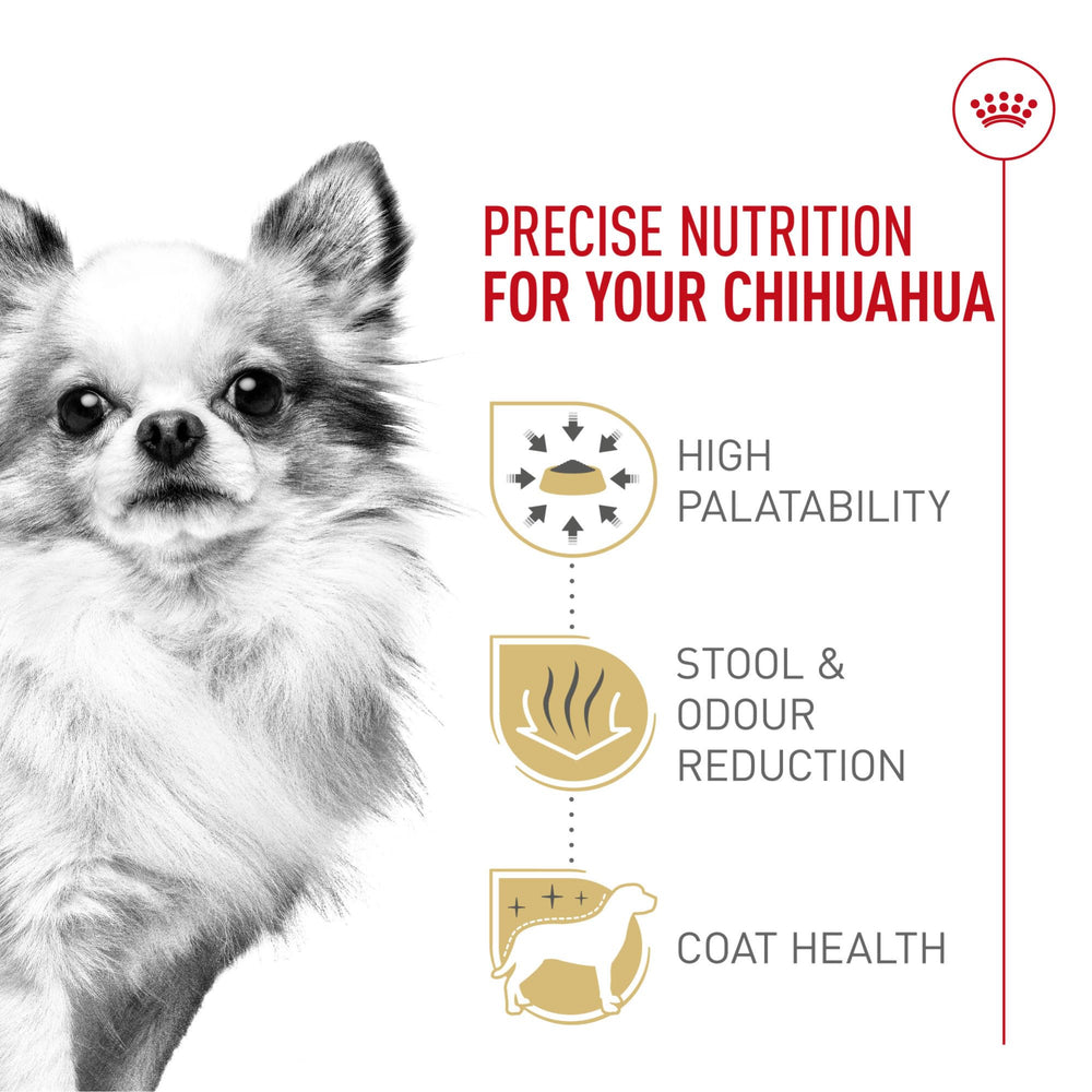 Perro Chihuahua adulto comiendo en tazón con alimento seco Royal Canin