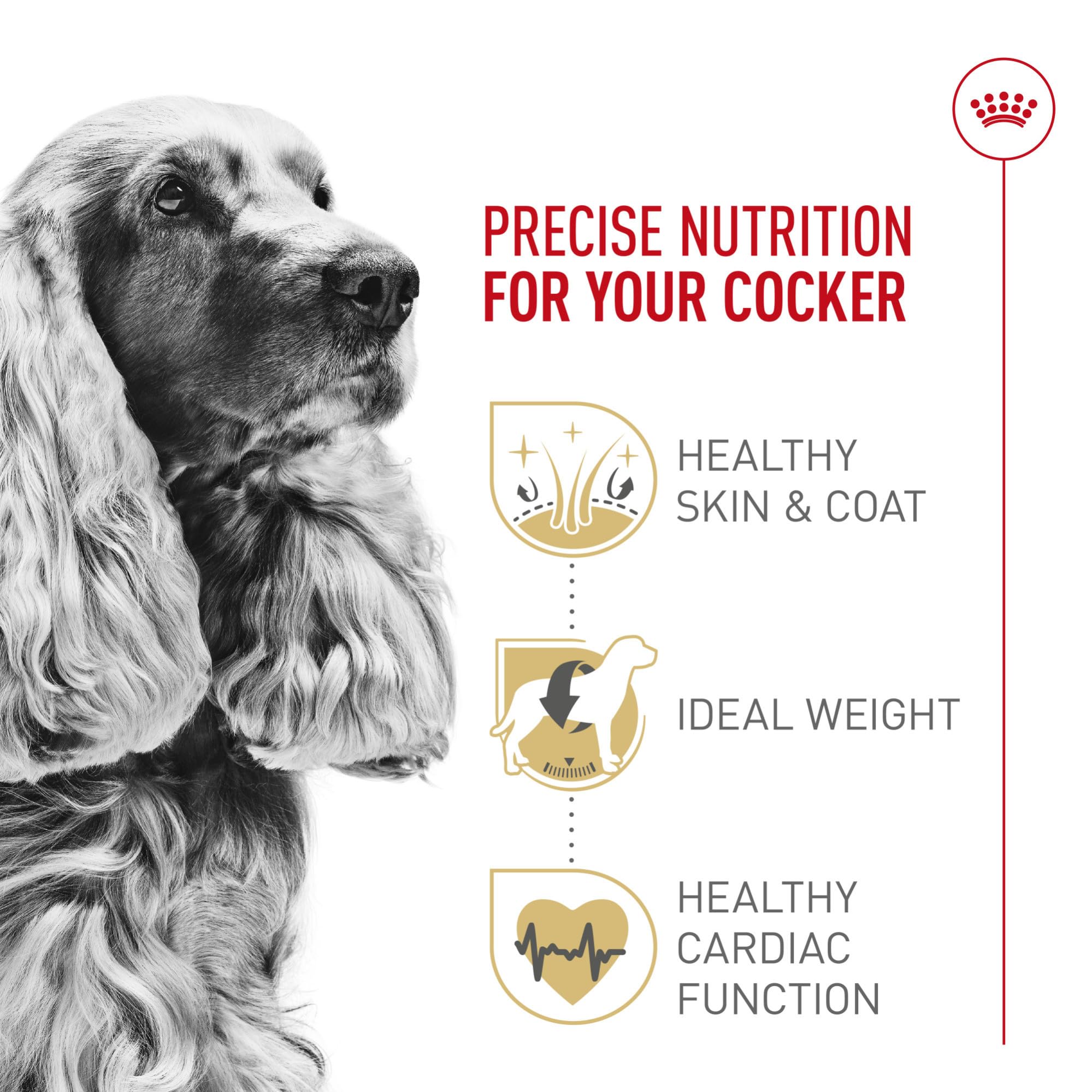 Royal Canin Cocker Spaniel Adulta, masticación facilitada por croquetas