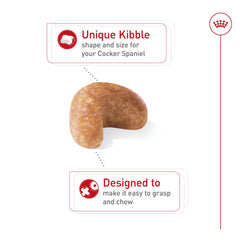 Royal Canin Cocker Spaniel Adulta, piel y pelaje más saludables