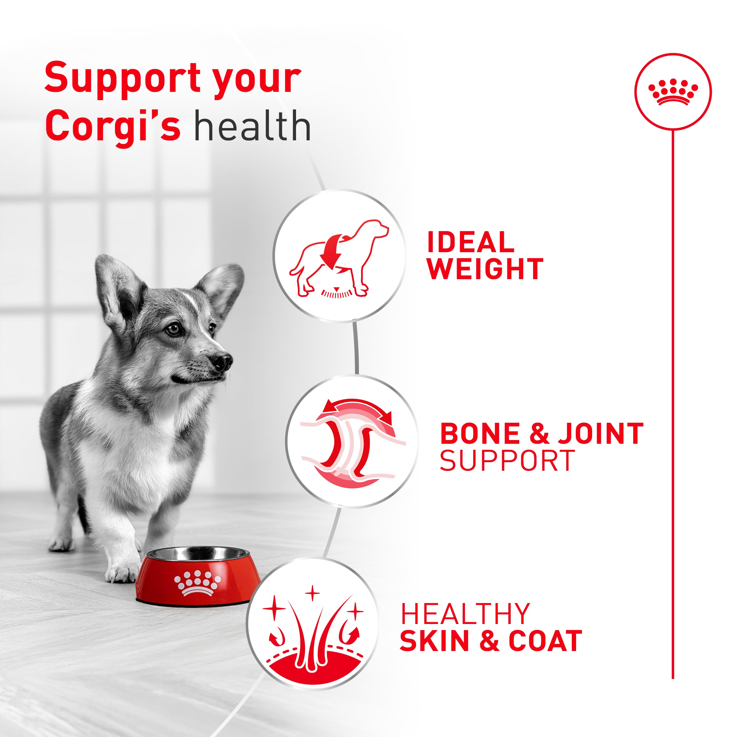 Cerca de las croquetas de Royal Canin Corgi Adult, tamaño diseñado para la mandíbula de Corgis.
