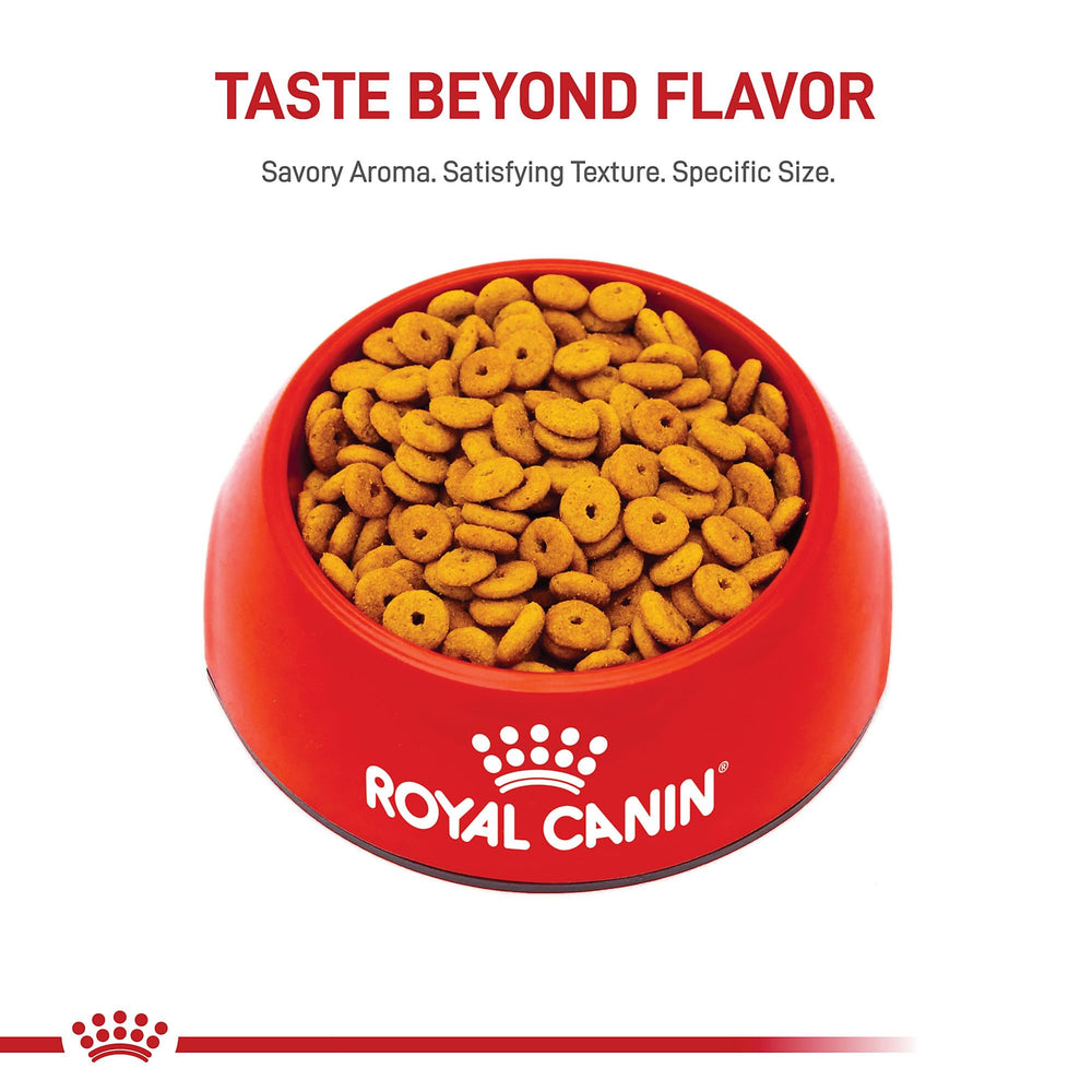 Royal Canin Cuidado Felino: fórmula para mantener la masa muscular