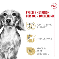 Royal Canin Dachshund Adult, calcio y fósforo para huesos y articulaciones.