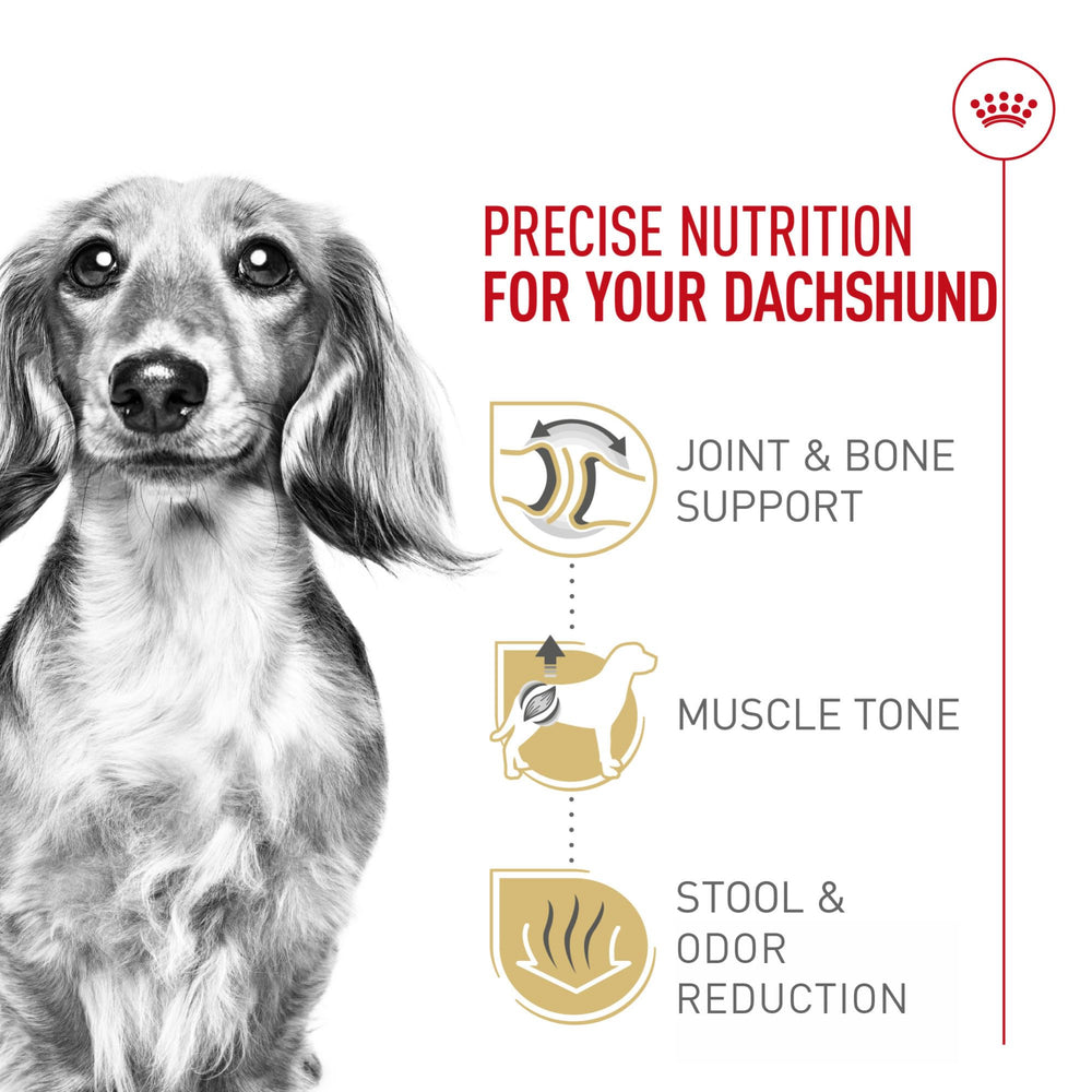 ROYAL CANIN Dachshund Adulto, proteína y L-carnitina para tono muscular.