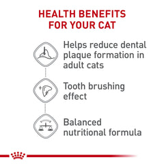 Gato disfrutando la comida seca ROYAL CANIN Dental Care