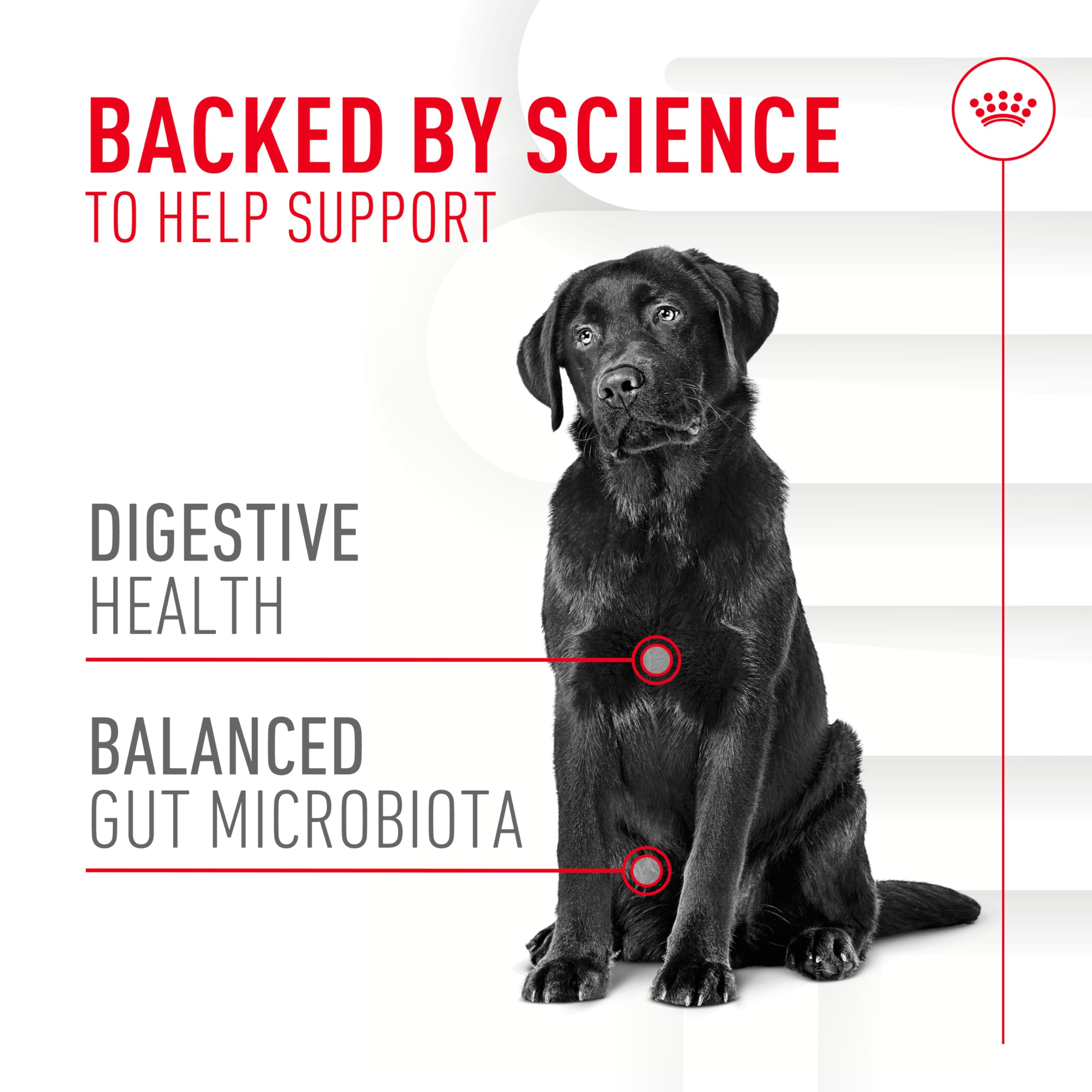 Ingredientes clave: prebióticos y postbiotics en Royal Canin para soporte digestivo