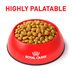 Finas pellets de ROYAL CANIN Feline URINARY SO Seco, textura personalizada.