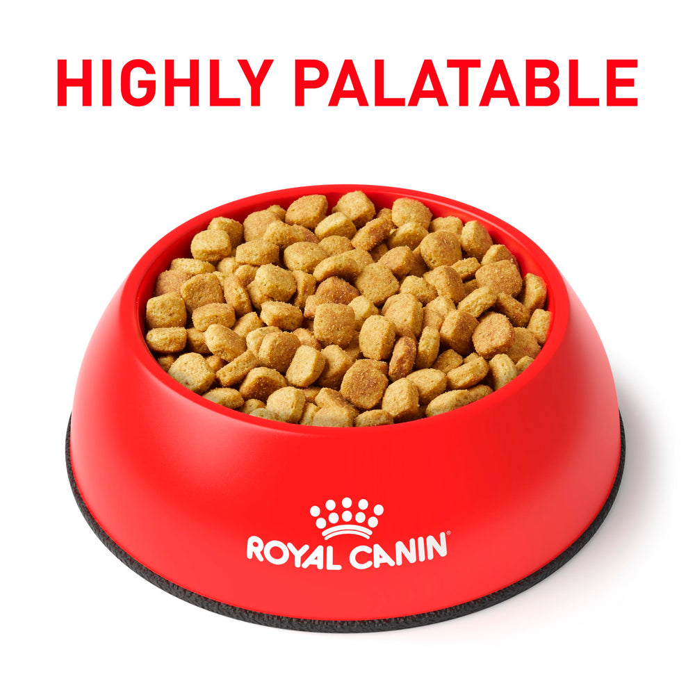 Fibra digestiva especial apoya la digestión sensible en perros adultos, Royal Canin bolsa 7.7 lb.